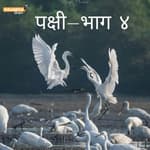 पक्षी- भाग ४