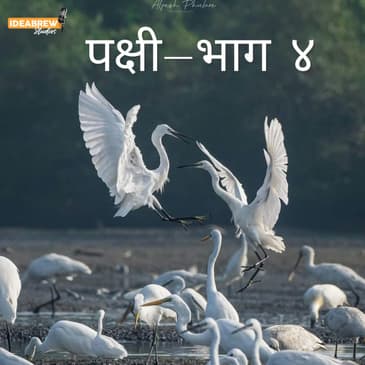 पक्षी- भाग ४