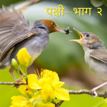 पक्षी - भाग २