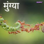 मुंग्या