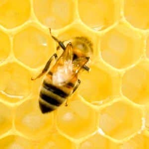 isolved's Pragya Malhotra on What's Real and What's Not With AI