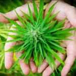Hello, Cannabis! Illegal, But Capable of Causing a Hangover