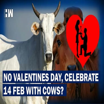 Not Your Valentines, Hug A Cow On February 14 Instead?| Cow Hug Day | Valentines Day| Animal Welfare
