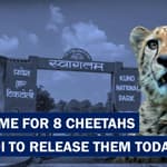 Headlines: Cheetahs In India, PM To Release Them Into Their New Home Soon