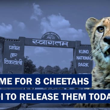 Headlines: Cheetahs In India, PM To Release Them Into Their New Home Soon