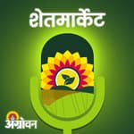 Chana Market: हरभरा उत्पादनाचे अंदाज यंदा चुकले का? | Agrowon