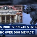 South Connect : "Need Scientific Solution": Kerala Chief Minister On Stray Dog Menace