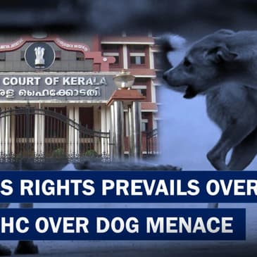 South Connect : "Need Scientific Solution": Kerala Chief Minister On Stray Dog Menace