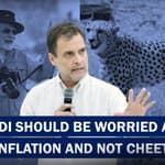"I Don't Have A Problem With Cheetahs Being Brought Back But At The Same Time PM Modi": Rahul Gandhi