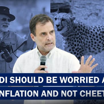 "I Don't Have A Problem With Cheetahs Being Brought Back But At The Same Time PM Modi": Rahul Gandhi