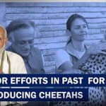 "Unfortunate That No Construtice Efforts Made To Re-Introduce Cheetahs For Decade":PM Modi| BJP