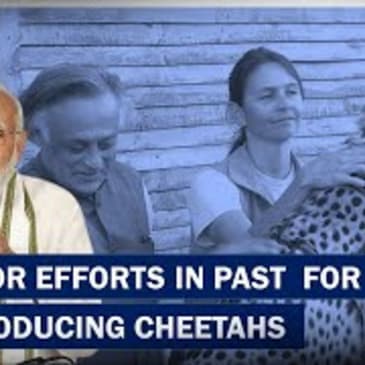 "Unfortunate That No Construtice Efforts Made To Re-Introduce Cheetahs For Decade":PM Modi| BJP