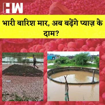 Maharashtra: भारी बारिश के चलते प्याज़ की फ़सल हुई ख़राब, क्या बढ़ेंगे प्याज़ के दाम