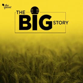 India's Rationale Behind Banning Wheat Exports & Its Impact On Markets