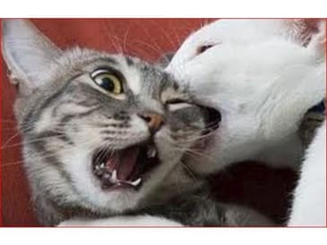 Amy vs Amy: Recruiter Evaluates Recruiter