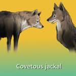 Covetous jackal
