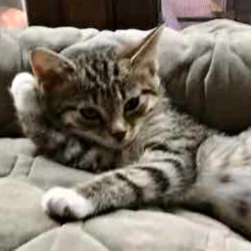 And You Thought Kittens Couldn't Impact Culture