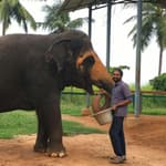 A Day in a Chain-Free Elephant Home in Tamil Nadu Which Is No More