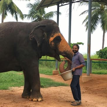A Day in a Chain-Free Elephant Home in Tamil Nadu Which Is No More