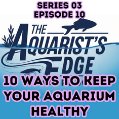 10 Proven Ways To Make Your Aquarium Healthier