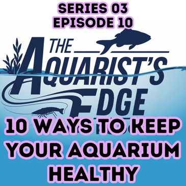 10 Proven Ways To Make Your Aquarium Healthier