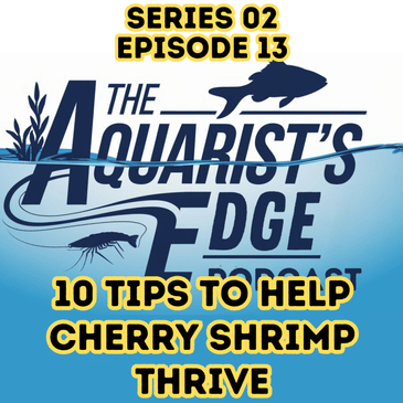 10 Tips For Helping Cherry Shrimp Thrive