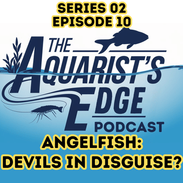 Angelfish - Devils In Disguise?