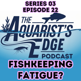 Aquarium Burnout Is Real - How To Recover Without Quitting Fishkeeping