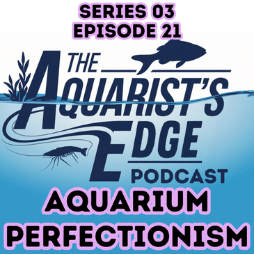 Aquarium Perfectionism: How to Stop Comparing Your Fish Tank and Enjoy the Hobby Again
