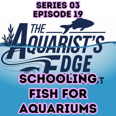 Best Schooling Fish for Home Aquariums (Shoaling vs Schooling Explained)