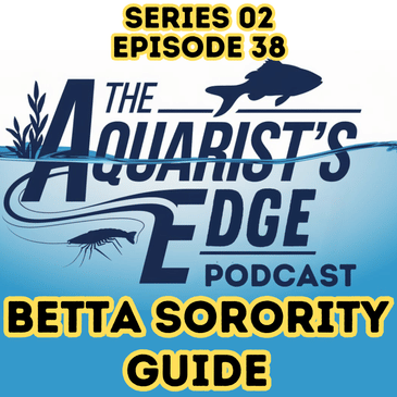Betta Sorority Tank Guide: Proven Do’s, Dangerous Don’ts & Science-Backed Success