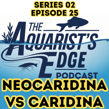 Caridina vs. Neocaridina: Cracking the Code on Shrimpkeeping Success