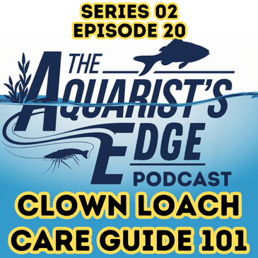 Clown Loach Care Guide 101