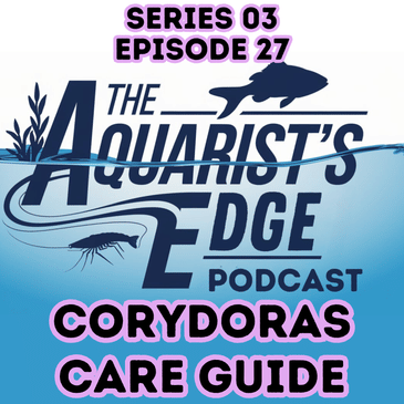 Corydoras Care Guide: Tank Setup, Feeding, Water Parameters & Healthy Cory Cats