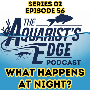 Do Fish Sleep? What Happens in Your Freshwater Aquarium at Night (Lighting, Oxygen & Behaviour)