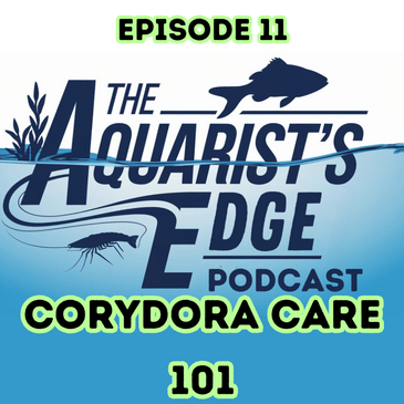 Corydora Care Guide 101