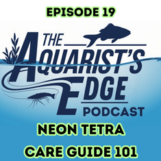Neon Tetra Care Guide 101