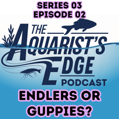 Endlers vs Guppies Explained: Species Differences, Genetics, Tank Setup & Breeding Success