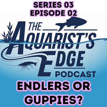 Endlers vs Guppies Explained: Species Differences, Genetics, Tank Setup & Breeding Success