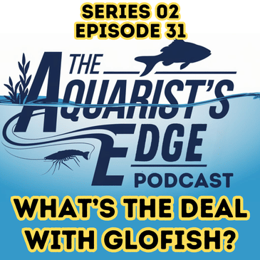 GloFish Explained - Genetics, Care, Ethics - All You Need To Know