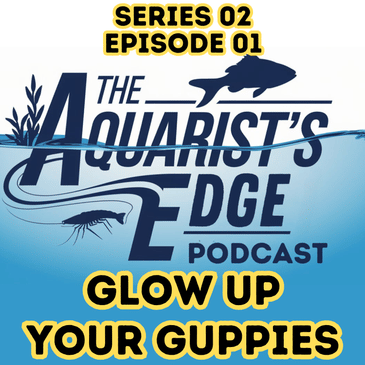 Glow Up Your Guppies: Secrets to Stunning Colours in Your Aquarium