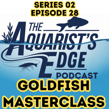 Goldfish Care Masterclass: Varieties, Tank Setup, Filtration, Plants, and Enrichment