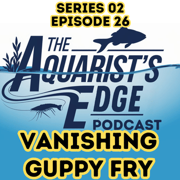 Vanishing Guppy Fry