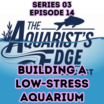 How to Build a Low-Stress Aquarium: A Stable, Low-Maintenance Freshwater Setup for Busy Fishkeepers