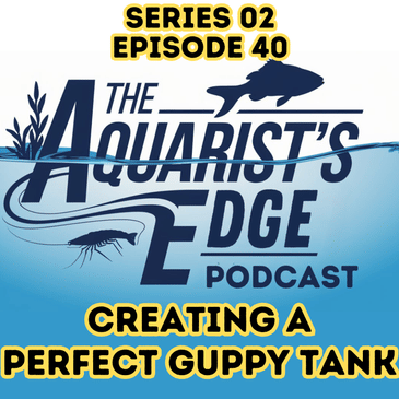 How to Set Up the Perfect Guppy Tank - Temperature, pH, Hardness & Tank Size Guide