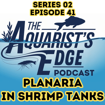 Planaria in Shrimp Tanks: Causes, Identification, Safe Removal & Long-Term Prevention