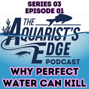 Stop Killing Your Guppies With Perfect Water