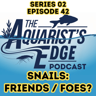 Snails In Freshwater Aquariums - Friends or Foes?