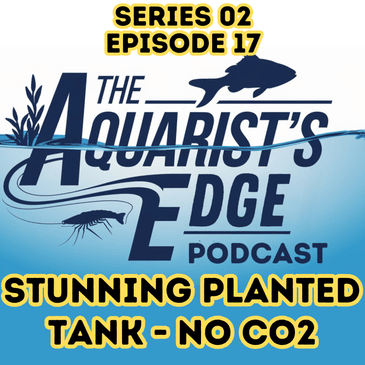 Stunning Planted Tanks Without CO2
