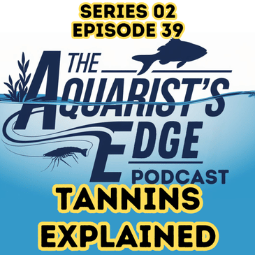 Tannins Explained: Blackwater Aquariums, Fish Health, and the Science of Tea-Stained Water